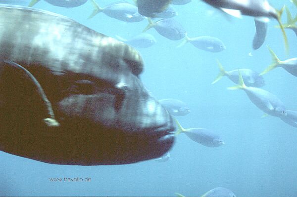 Australien barrier reef