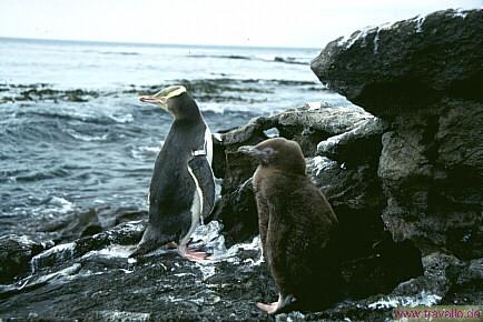 nz bild pinguin,Motueka