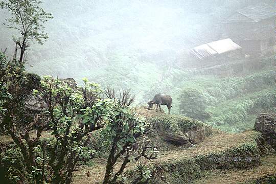 anapurna nepal