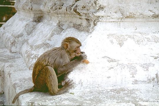 Monkeytemple