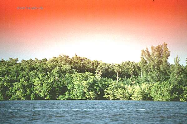 usa florida everglades