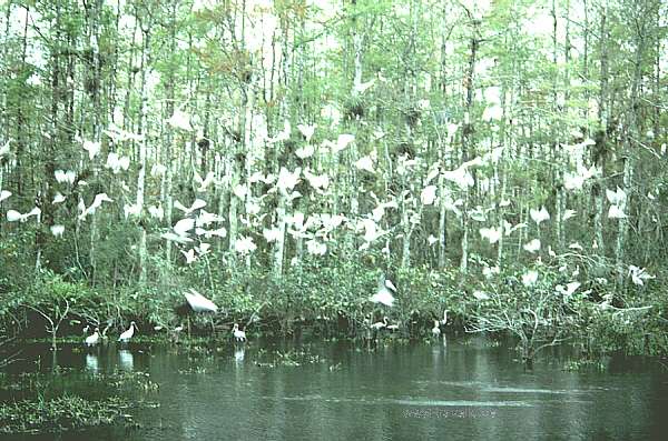 usa florida everglades