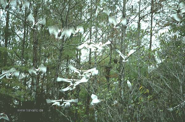 usa florida everglades