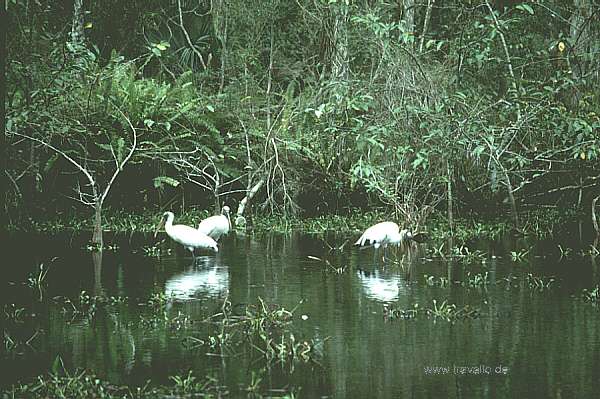 usa florida everglades