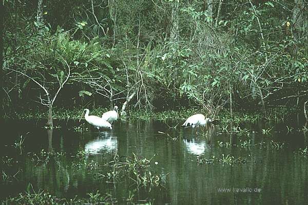 usa florida everglades