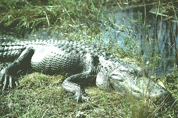 usa florida everglades