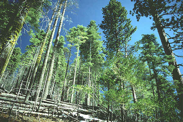 usa California yosemite np