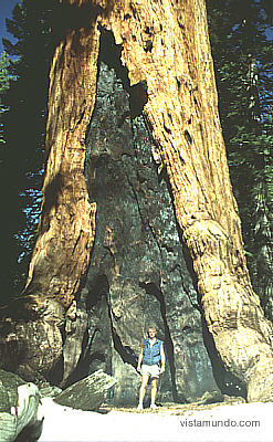 usa mariposa grove yosemite np