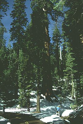 usa California yosemite np