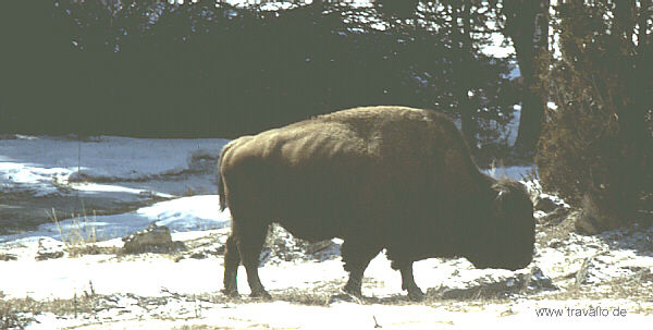 USA Yellowstone Park Montana