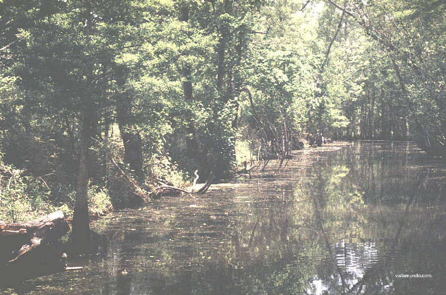 louisiana swamps